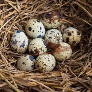 Cage de reproduction