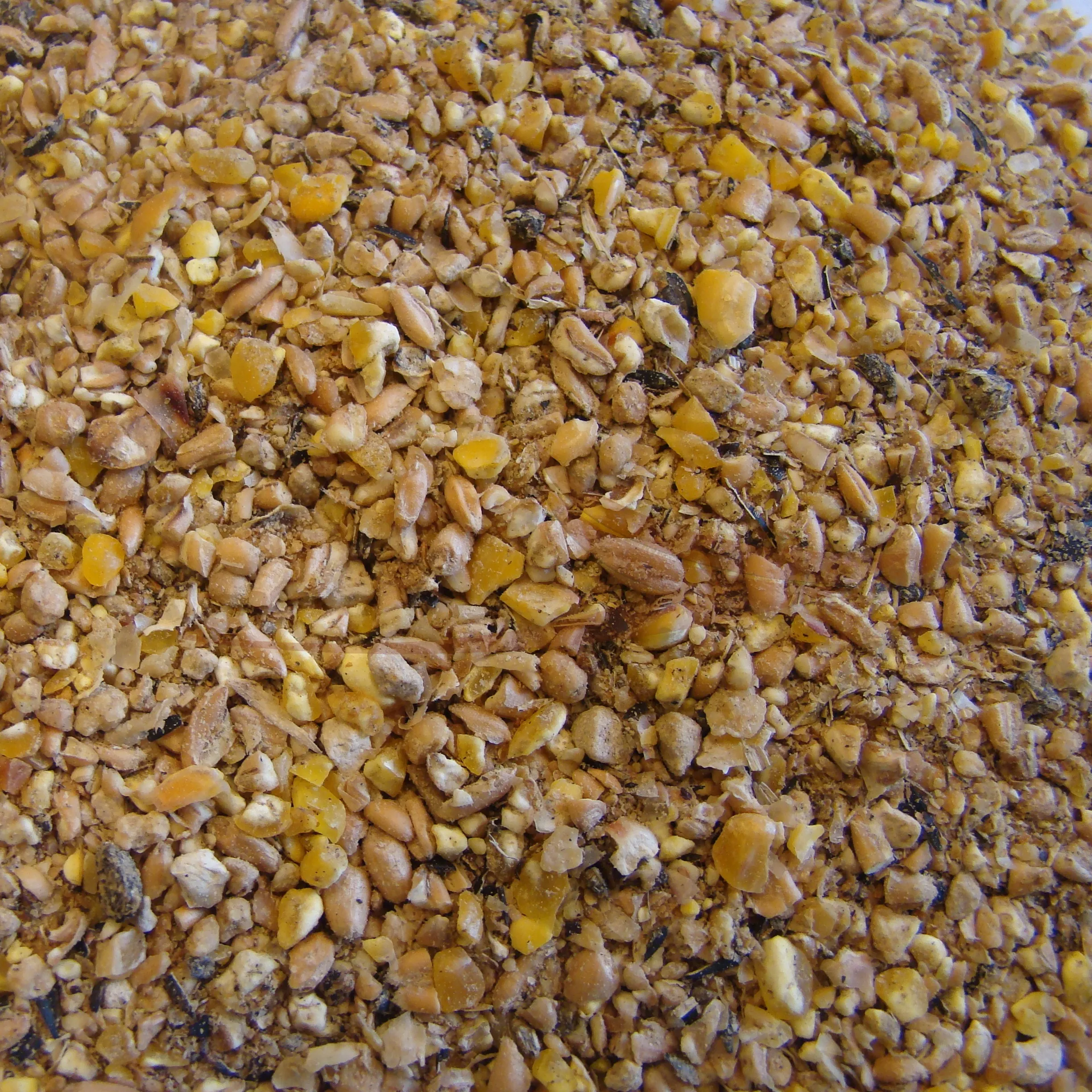 Céréales spécial pondeuse