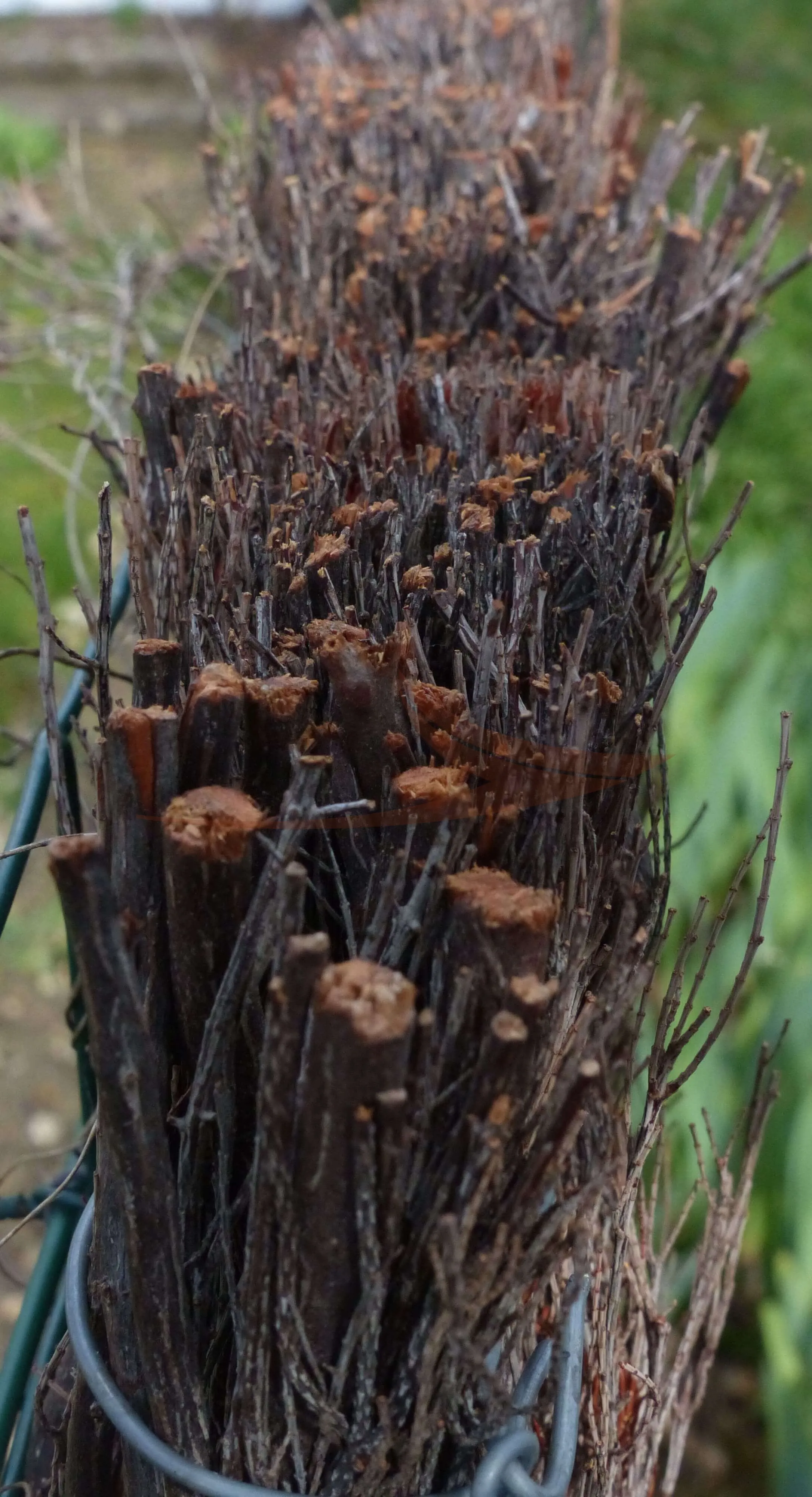 Brande de Bruyères thumbnail