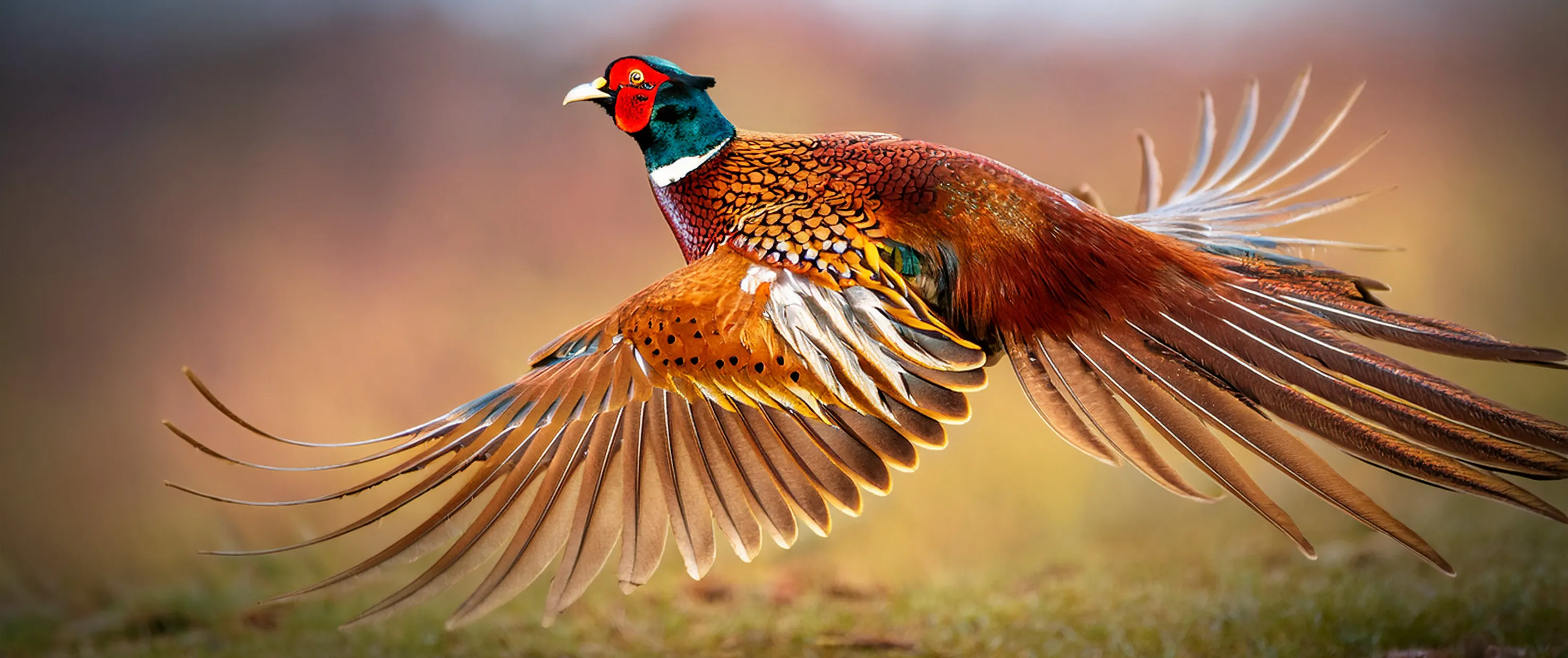 Image illustrative de produits d'élevage